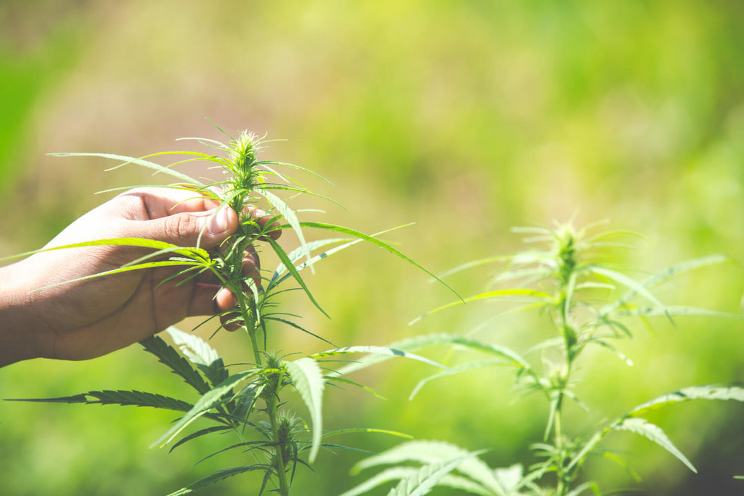 The antifungal effects of cannabis