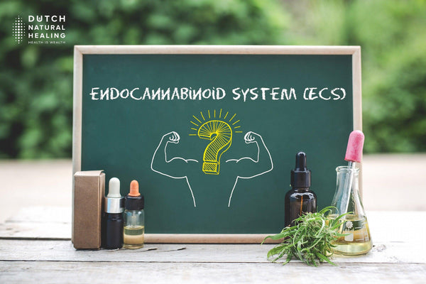 Hoe werkt CBD: Het Endocannabinoïde Systeem (ECS) Uitgelegd