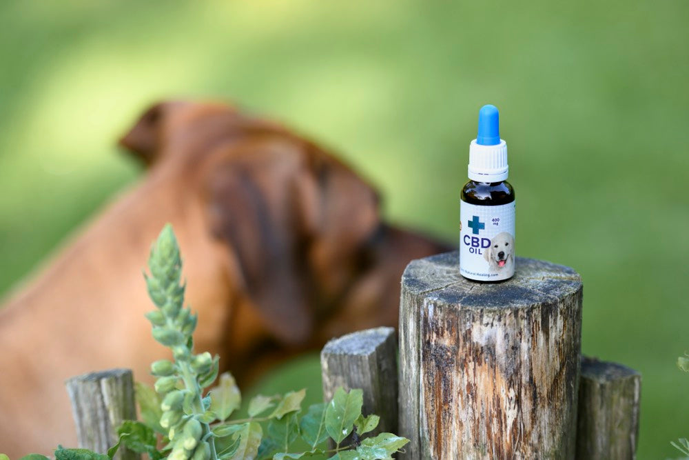 CBD Oil selection for pets