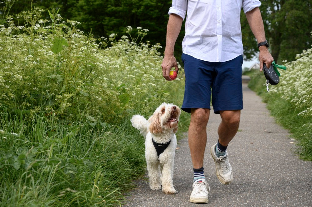 CBD Scientific Evidence Pets