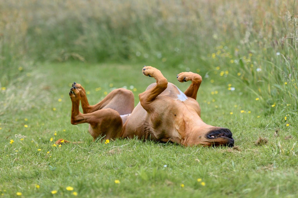 CBD Potential Benefits Pets