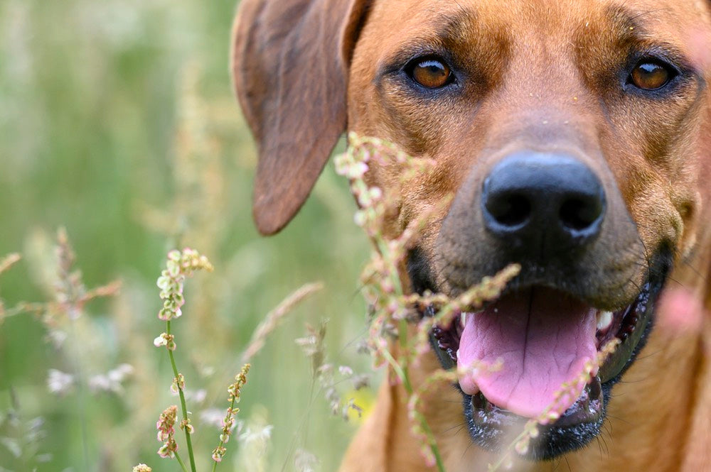CBD Selection for Pets
