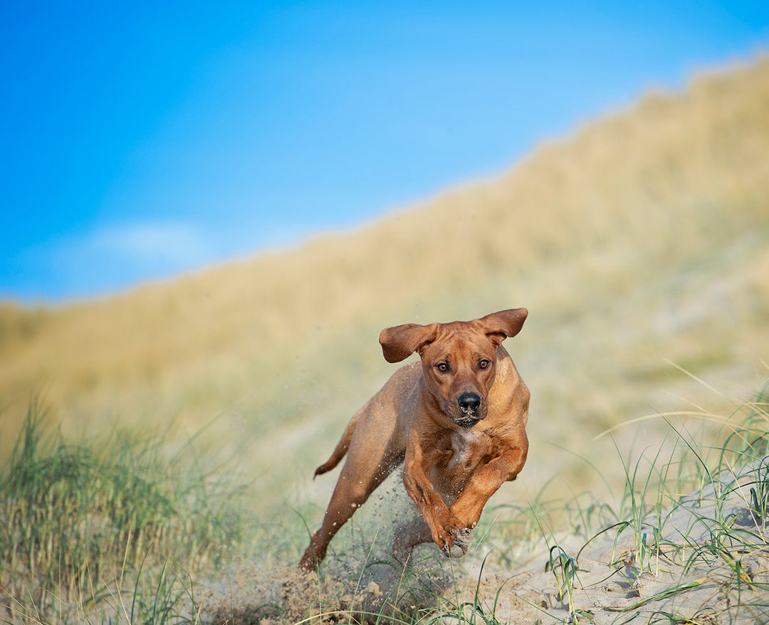 Cbd for Pets