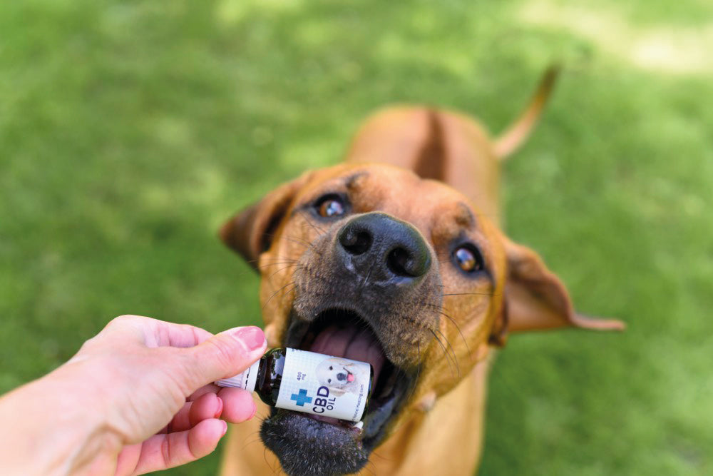 CBD Olie voor Honden 2% -  Full Spectrum