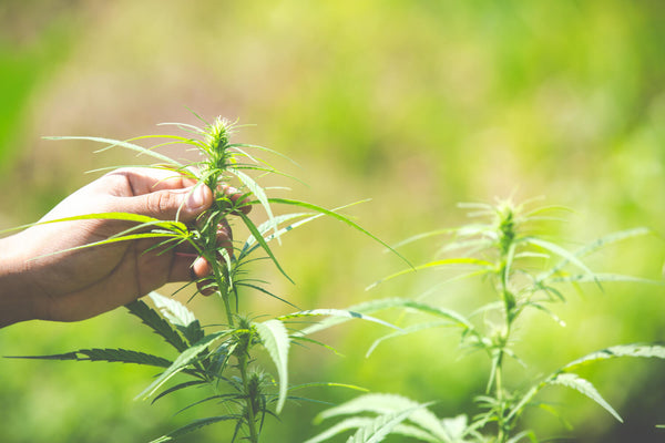 The antifungal effects of cannabis
