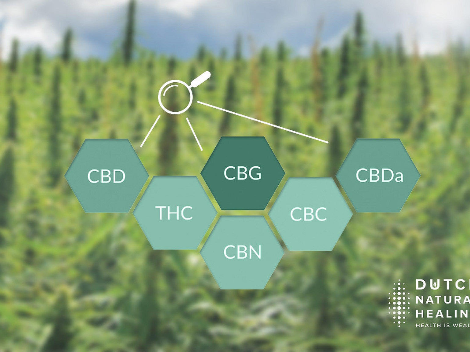 CBD vs. CBG vs. THC: Differences, Effects & Comparison Explained ...