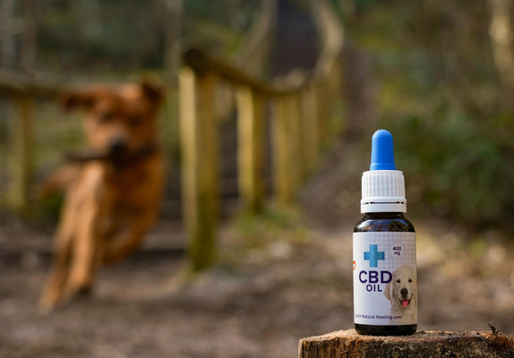 CBD in dogs with arthritis and osteoarthritis: a natural treatment for joint pain relief