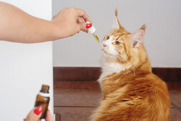 CBD Applications in Cats: Benefits, Dosages, and Research