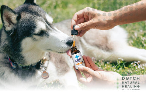 CBD Oil for Pets: Why and How to Give Your Cat or Dog CBD - Dutch Natural Healing