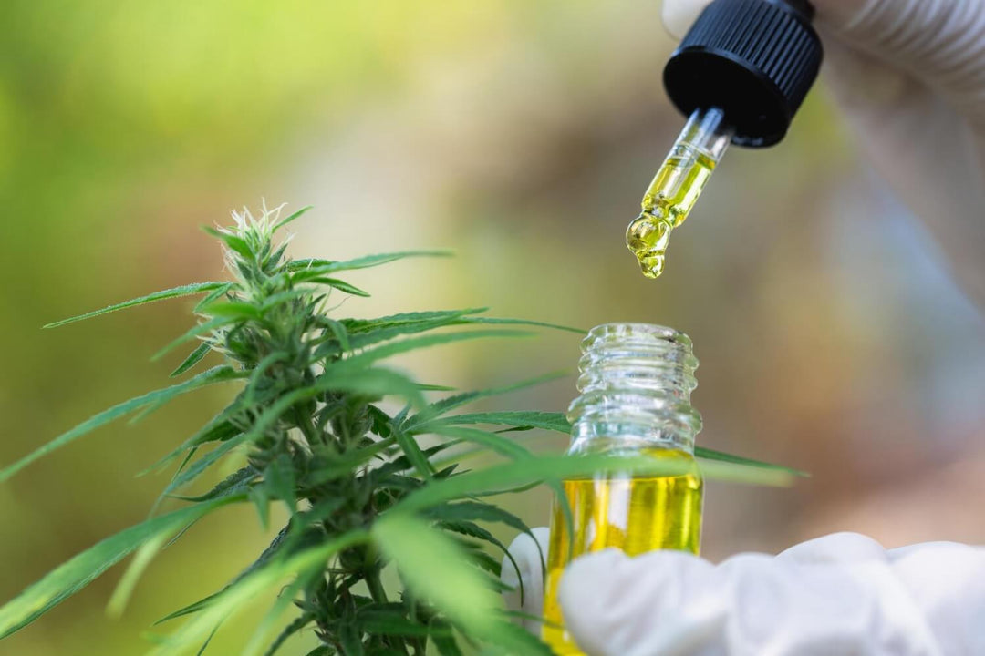 CBD and fibromyalgia: what do we know so far?