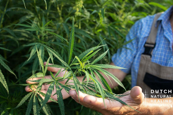 Come il fondatore e CEO di Dutch Natural Healing, Lars Opdam, è entrato nel mondo dell’olio di CBD
