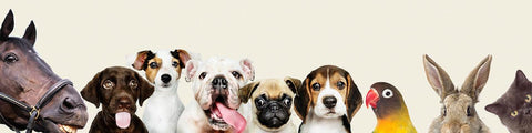 CBD for Pets - Dutch Natural Healing