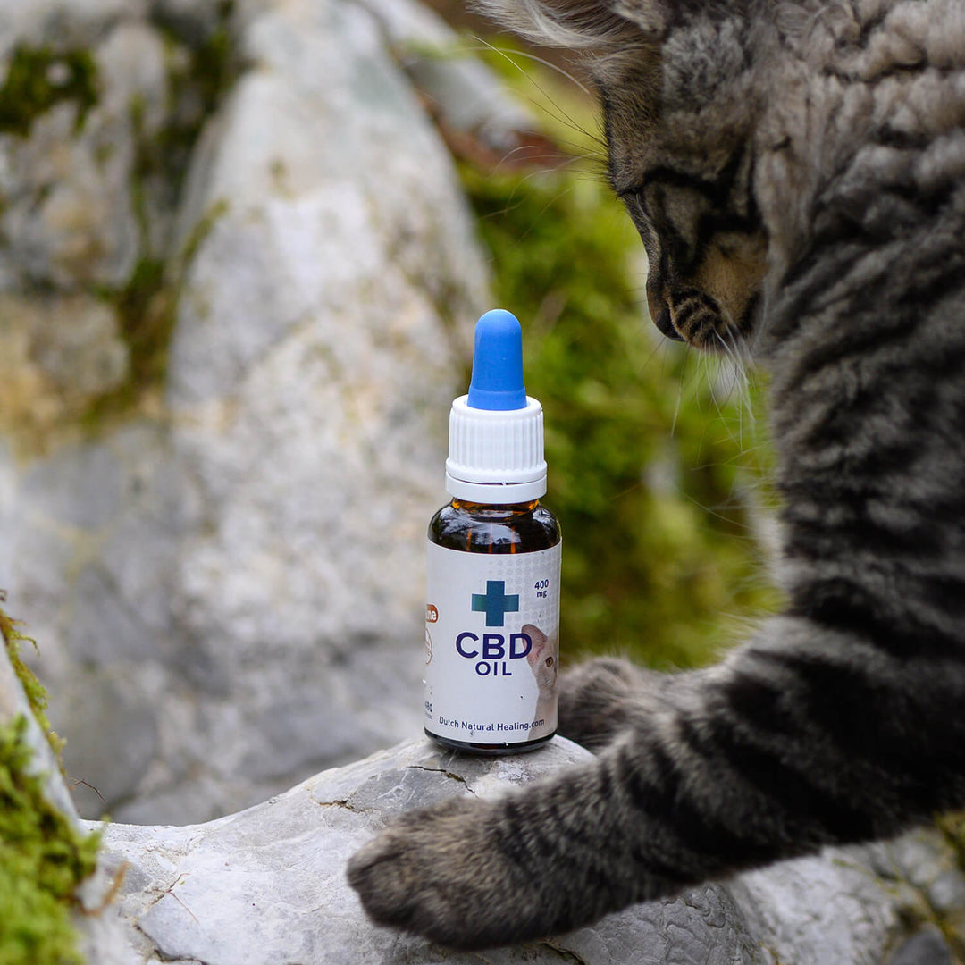 CBD Öl für Katzen - 2% 