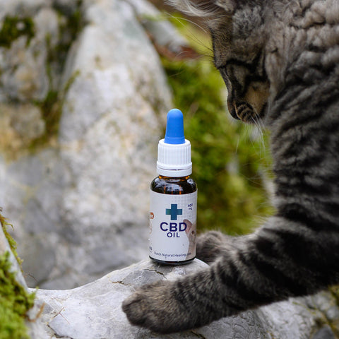 CBD Oil for Cats 2% - Terpene Free