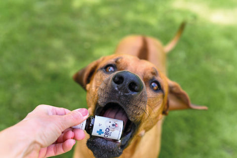 CBD Oil for Dogs 2%