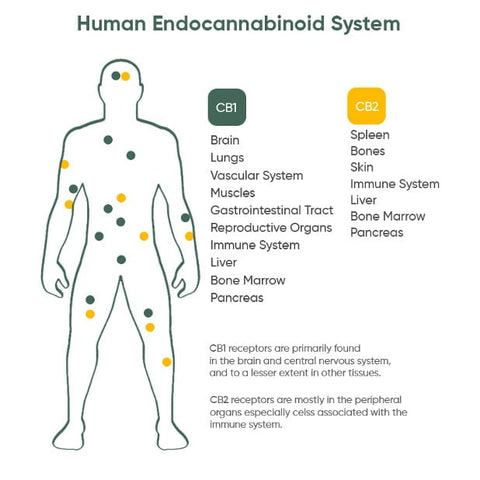¿Qué hacen las gominolas de CBD en el cuerpo?