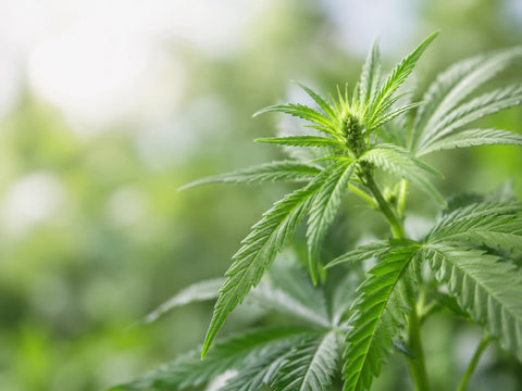 What is pure CBD?